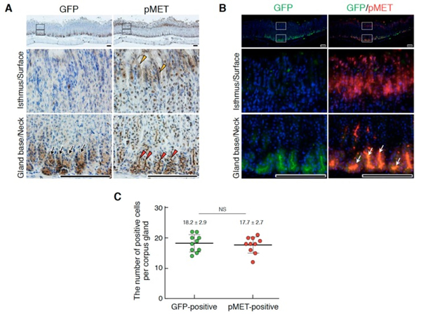 Immunofluorescence using GST Biotin
